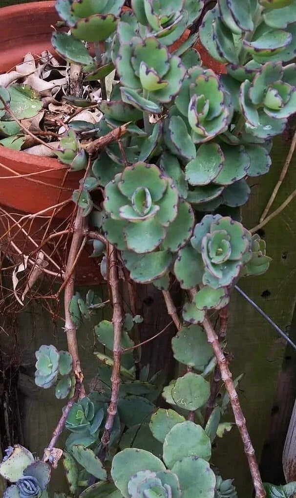 Kalanchoe Milky Widows Thrill Succulent - Jade Point Blue Tip - Laxiflora Potted Plant, Indoor Outdoor, Easy Care, Unique Foliage