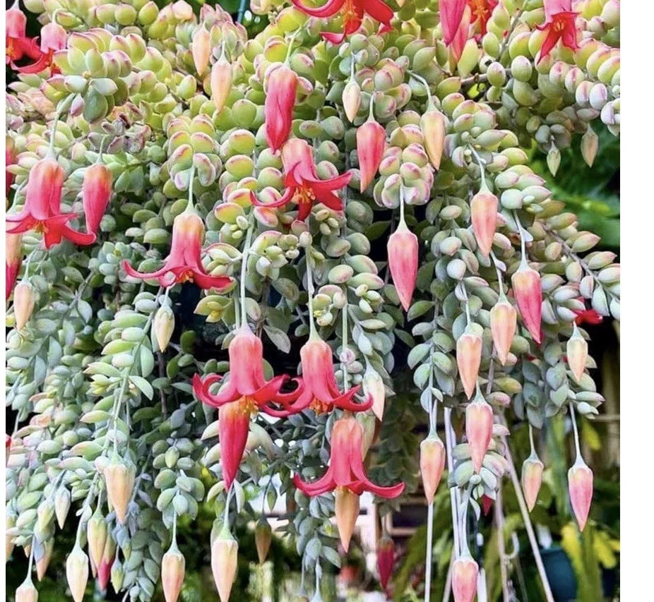 Cotyledon Pendens Succulent Bare Root Plant with Pink Flowers, Indoor/Outdoor Drought-Tolerant Crassulaceae