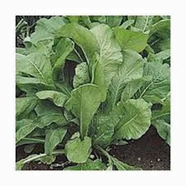 Mustard Greens Seeds Heirloom Florida Broadleaf Non-GMO Brassica juncea 25+ Seeds for Home Garden