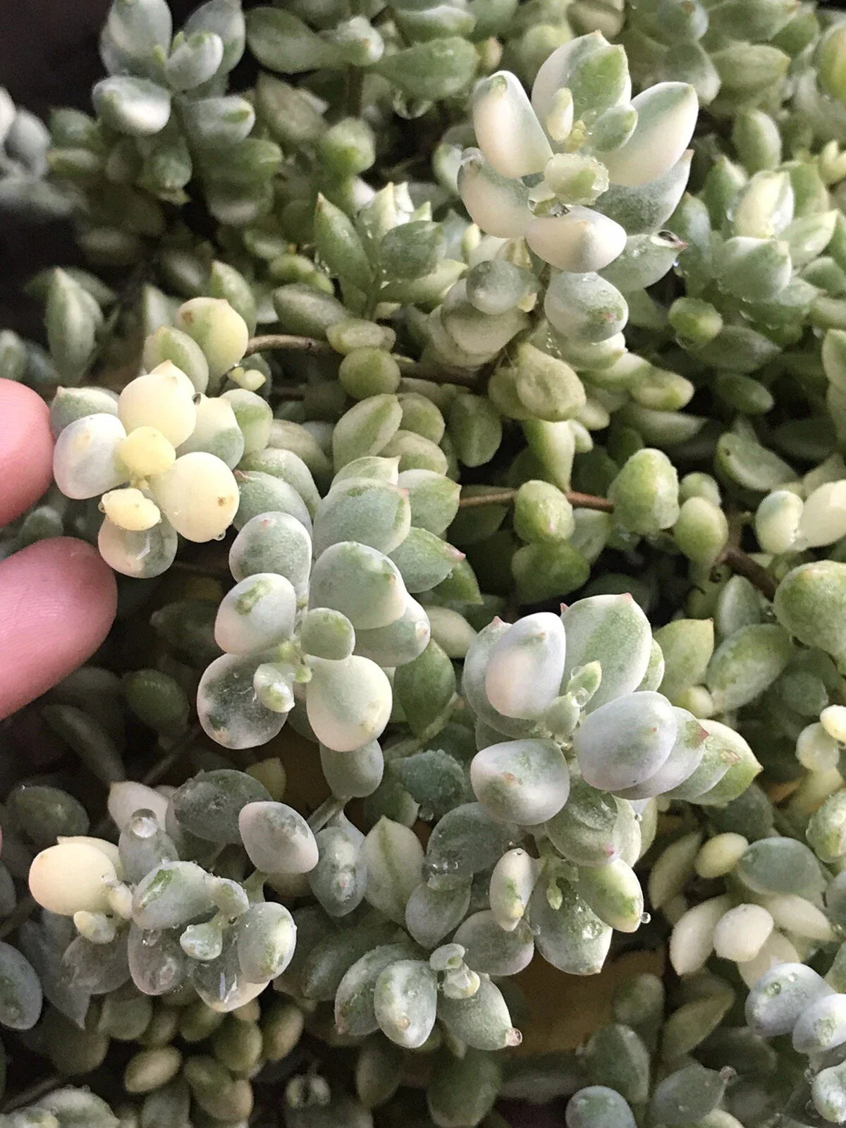 Echeveria Cuttings 4" Variegated Cotyledon Pendens Succulent Plant Crassulaceae