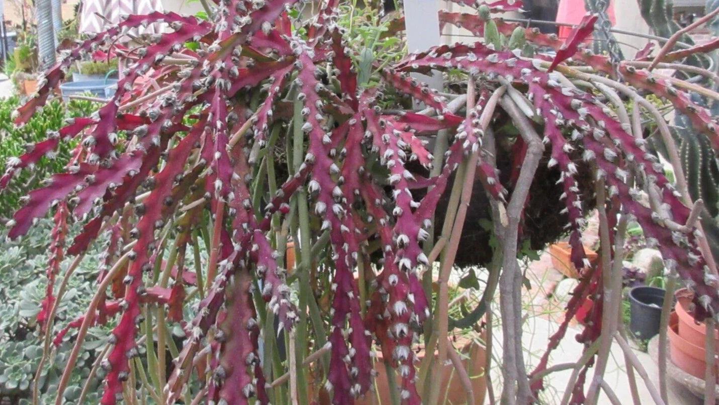 Rhipsalis Cruciforme Red Clone Cactus Cuttings - 10" Long Succulent Plants for Indoor Hanging Planters