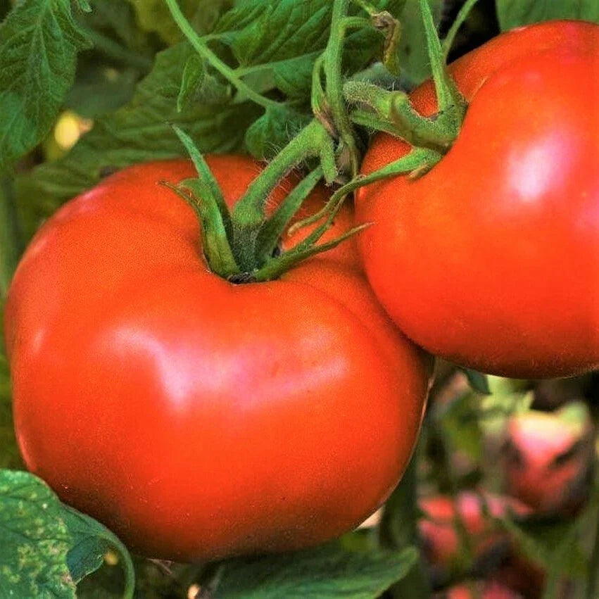 Rutgers Tomato Seeds Heirloom Vegetable Pack - Solanum lycopersicum, High Yield, Best Flavor, Easy to Grow