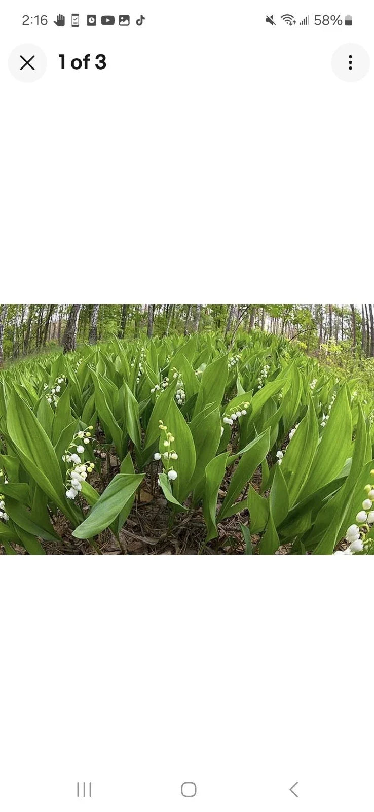 Lily of the Valley Plants - Bare Root Perennials - Fragrant White Bell-Shaped Flowers - Convallaria majalis - Ground Cover