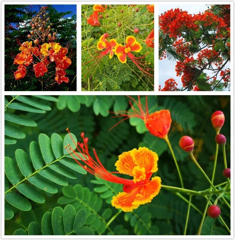 Red Bird of Paradise Flower Seeds - Caesalpinia pulcherrima - Tropical Ornamental Planting Seeds for Garden, Borders, & Containers