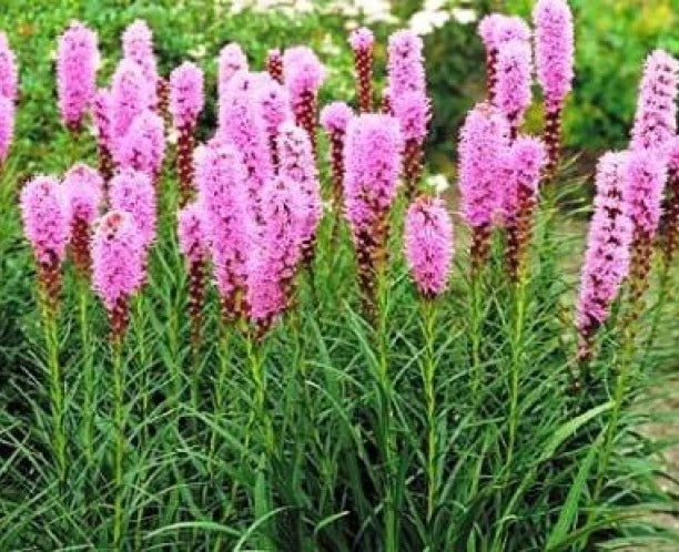 Gayfeather Blazing Star Flower Seeds - Liatris spicata - 25 Seeds for Pollinator Gardens, Borders & Wildflowers