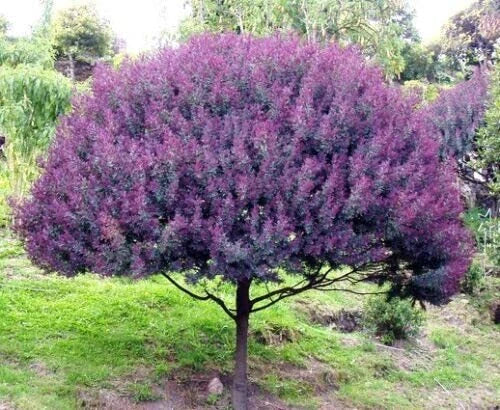 Blue Leafed Mimosa Tree Seeds – Acacia baileyana Purpure – Fast-Growing, Drought Tolerant, Full Sun, 30 Seeds