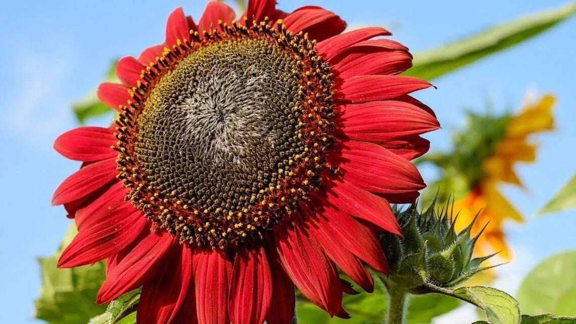 Red Sunflower Seeds - 25+ Heirloom Non-GMO Seeds - Helianthus annuus
