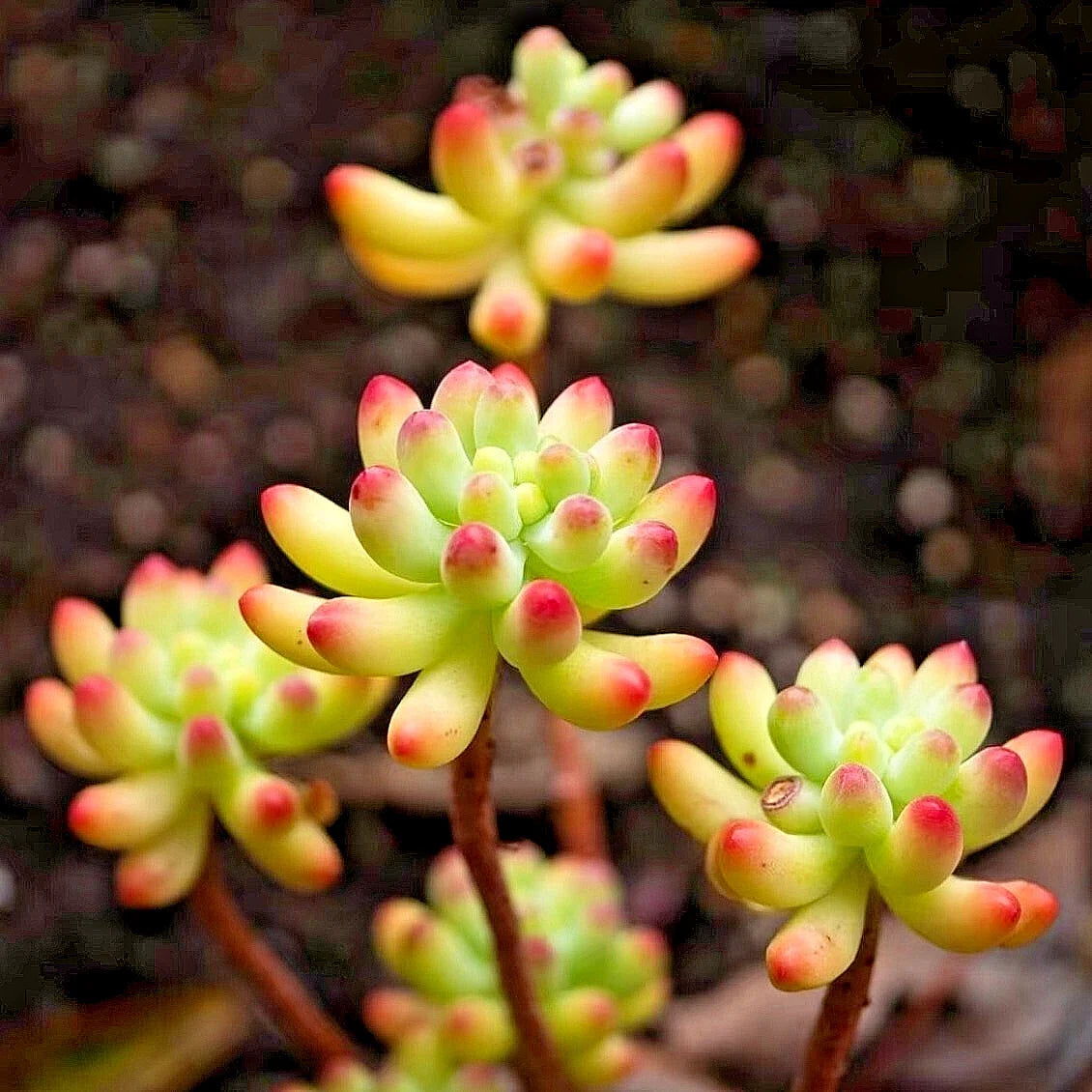 Barbados Gooseberry Seeds - 5 Rare Pereskia aculeata Cactus Seeds for Indoor & Outdoor Gardens