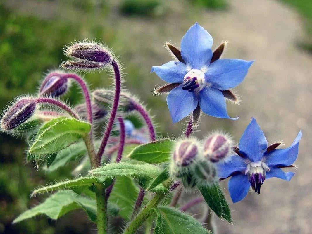 Borage Seeds - Non-GMO Edible Herb, Starflower, Borago officinalis, Various Sizes