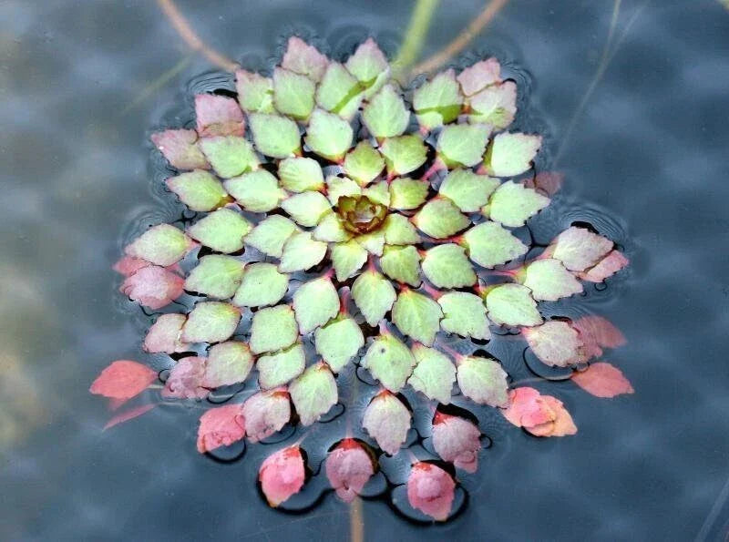 Mosaic Plant Ludwigia Sedioides - 3 Live Aquatic Plants for Aquarium & Pond