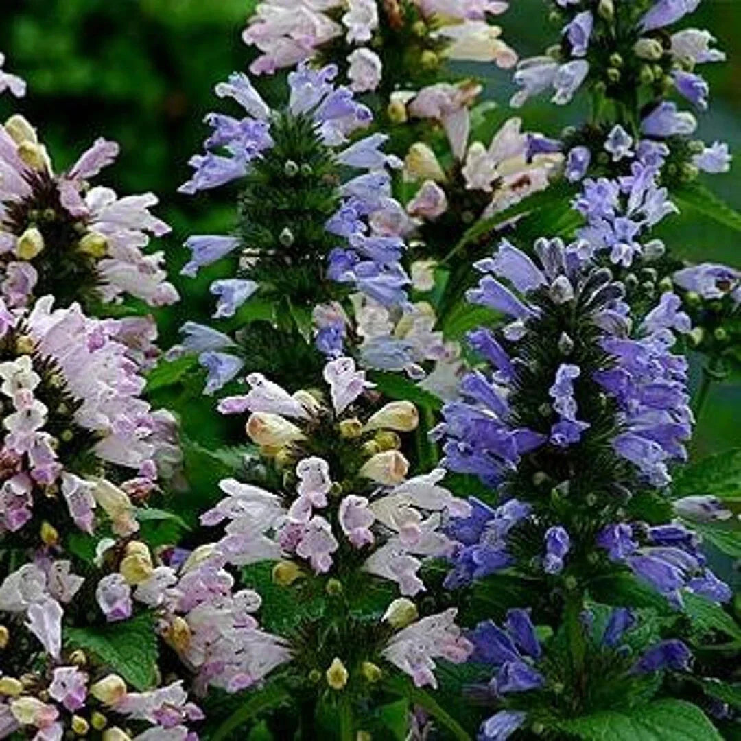Catmint Seeds - 35 Packets - Nepeta 'Grandview' - Flowering Herb for Gardens, Borders, Containers