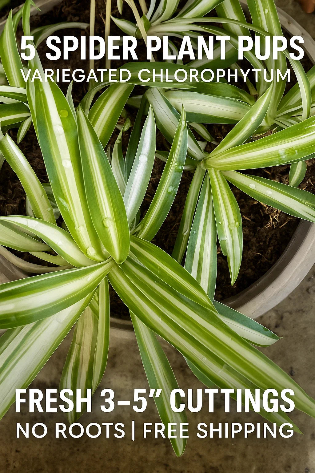Spider Plant Pups - Variegated Chlorophytum comosum - 3-5 Inch Fresh Cuttings for Indoor Propagation