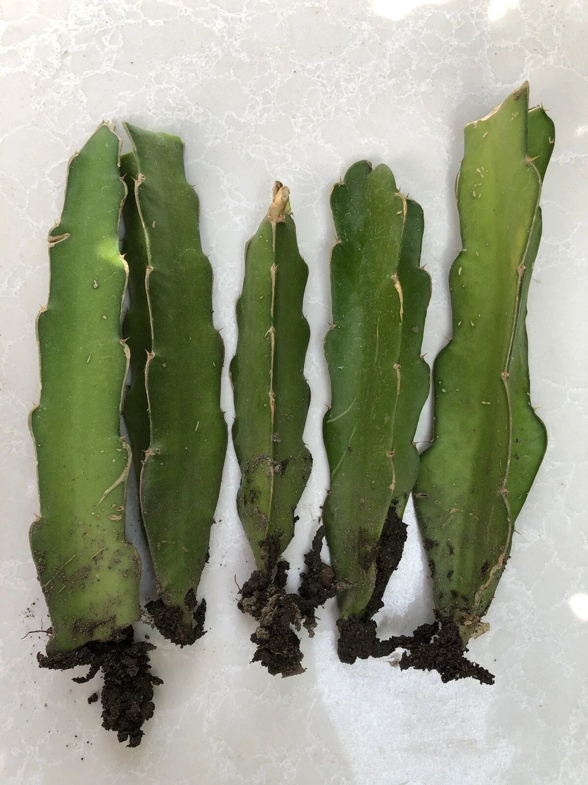 Rooted Dragon Fruit Cuttings - 5 White Pitaya Cactus Bare Root Hylocereus undatus
