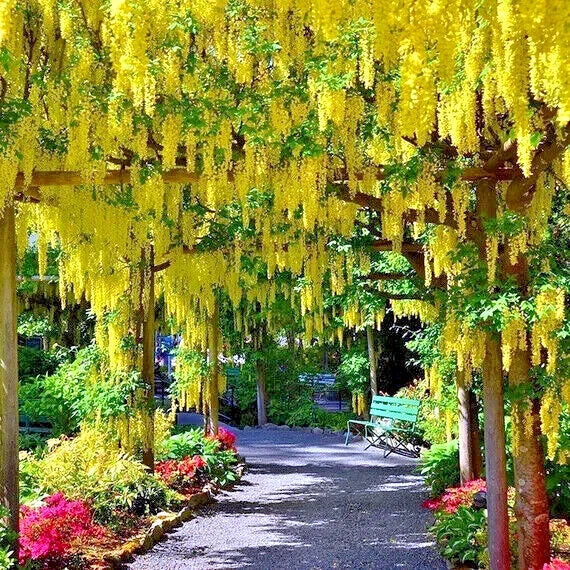 Golden Chain Tree Seeds - Laburnum anagyroides - Ornamental Yellow Flowering Plant