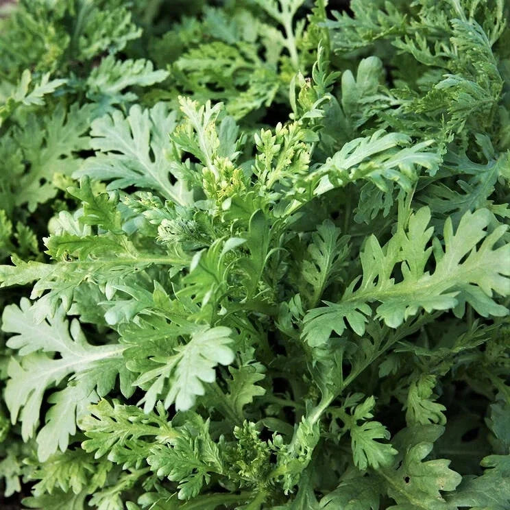 Garland Chrysanthemum Seeds - Edible Greens for Planting, Crown Daisy, Chrysanthemum coronarium, Non-GMO, Fast-Growing, Nutritious Greens