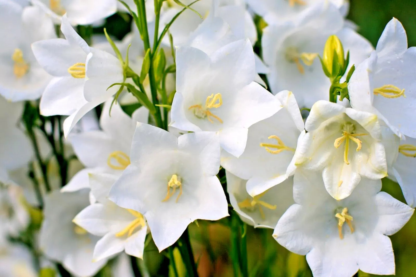 White Peach Leaf Bellflower Seeds - 250 Count, Large Bell-Shaped Flowers, Easy to Grow, Campanula persicifolia