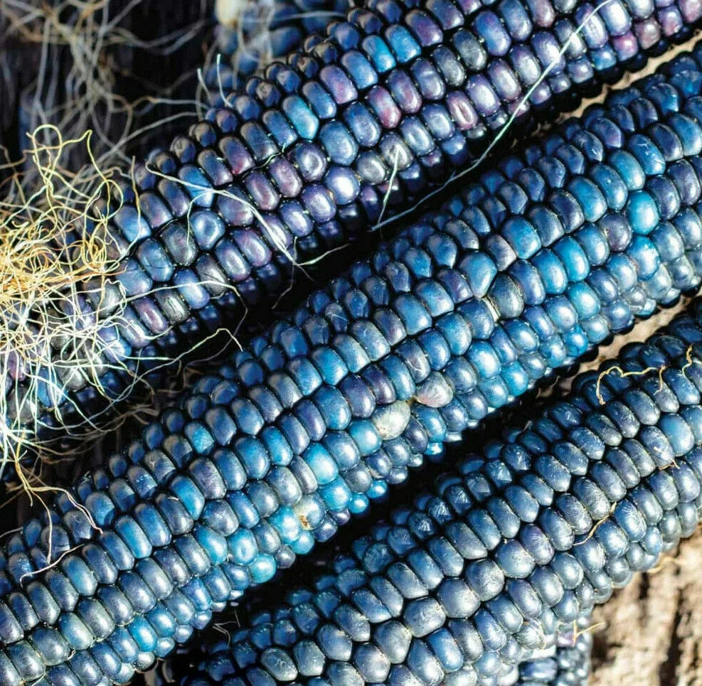 Blue Glass Gem Ornamental Corn Seeds – Zea mays Everta, Shades of Blue, Heirloom, Decorative Popcorn Seeds
