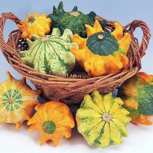 Crown of Thorns Gourd Seeds, Exotic Finger-Shaped Squash, Lagenaria siceraria, Climbing Vine, 20 Seeds