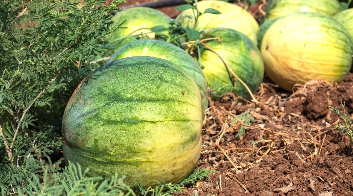 Big Tasty Seedless Watermelon Seeds – 50+ Pack for Planting, Citrullus lanatus, Juicy, Sweet, Home Garden, Non-GMO