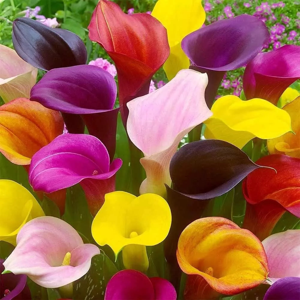 Calla Lily Bulbs for Planting - Mixed Color Zantedeschia spp. - Vibrant Flowers for Garden & Containers
