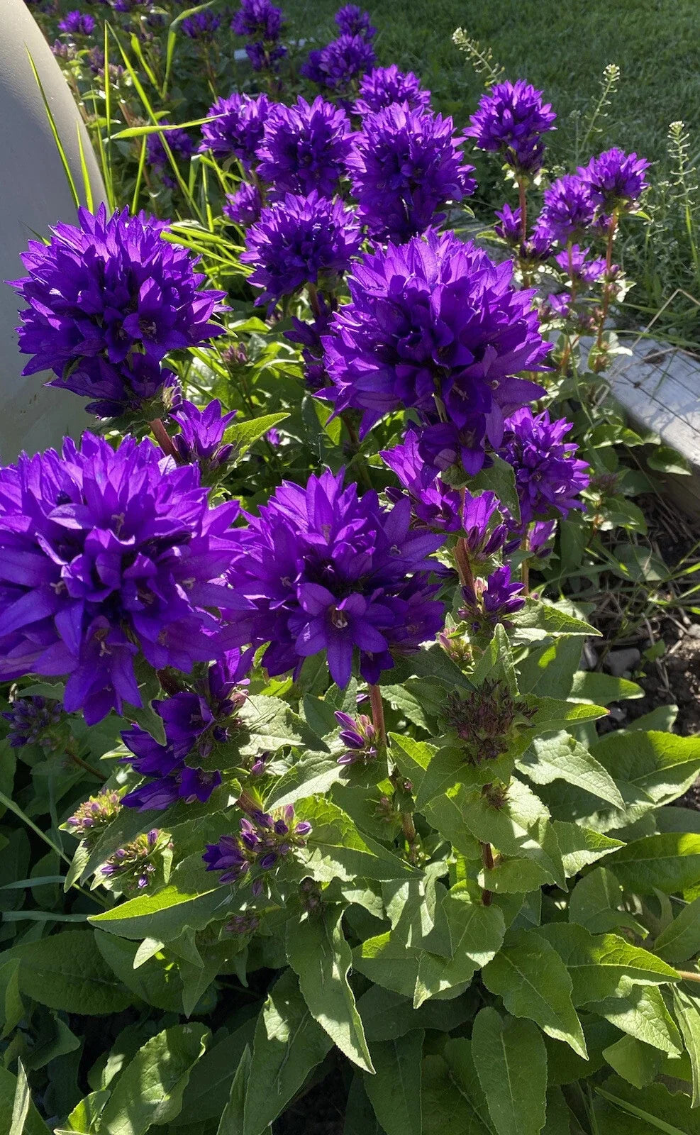 Bare Root Purple Bellflower Plants - Campanula Superba Glomerata 5 Pack for Garden Beds & Borders