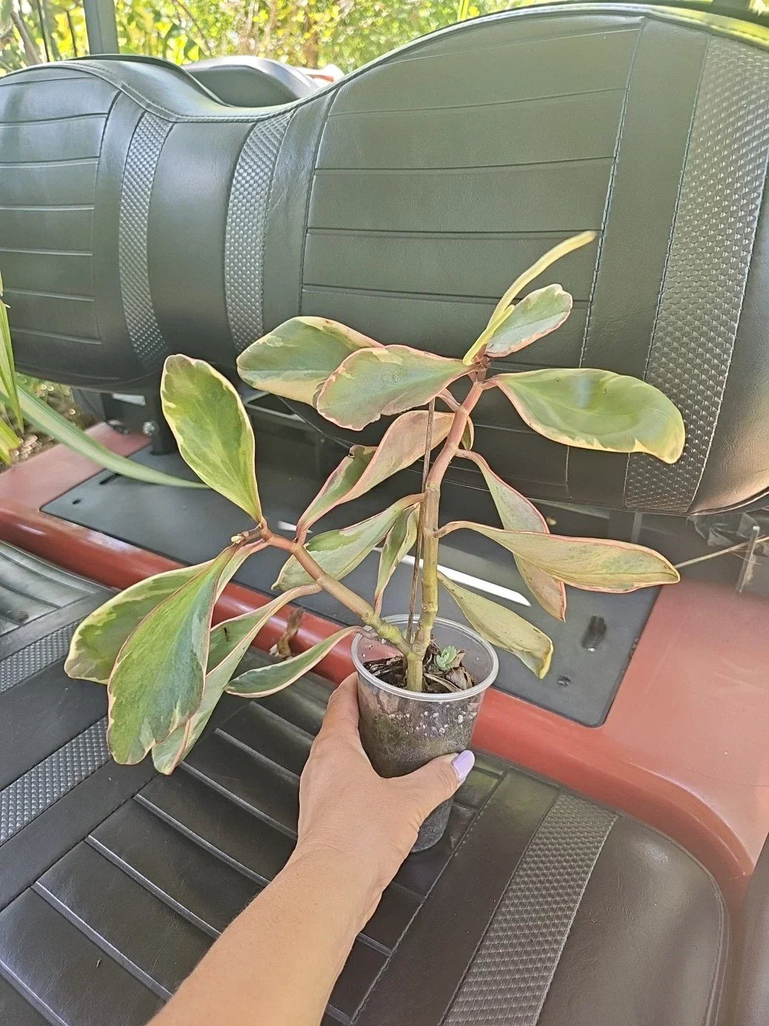 Peperomia Clusiifolia Jelly Plant - Variegated Green Pink White Foliage Indoor Houseplant