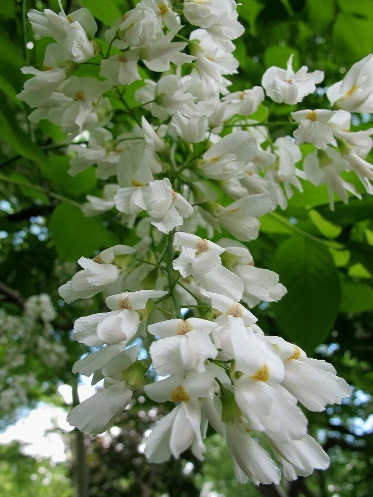 Yellowwood Tree Seeds – Cladrastis kentukea – Native Deciduous Tree for Planting, Landscape, Wildlife Attraction