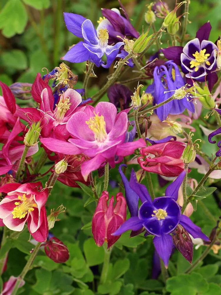 Aquilegia Mckana's Giant Mix Seeds - 200+ Columbine Seeds, Mixed Colors, Aquilegia caerulea - USA