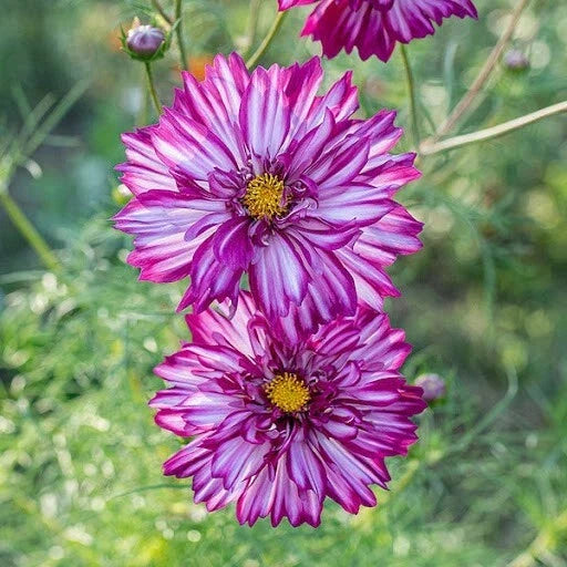 Cosmos Seeds - 200+ Double Violet Cosmos bipinnatus Garden Flower Seeds for Borders, Containers, Full Sun, USA Grown