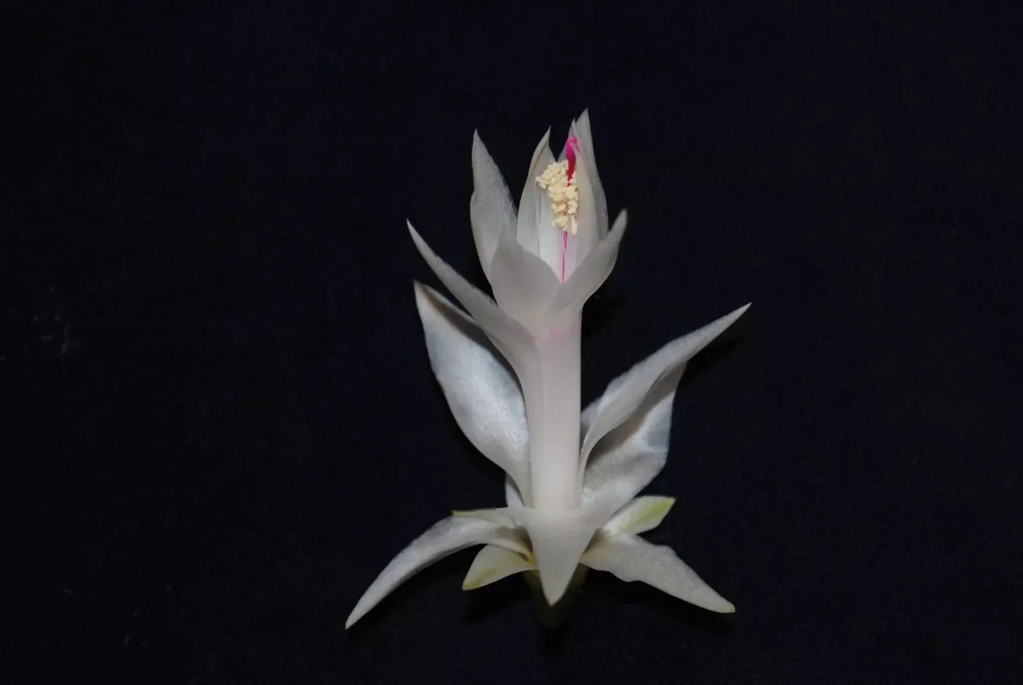 Christmas Cactus Starter Plant - Healthy Schlumbergera Truncata for Indoor Decoration