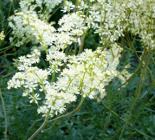 Filipendula vulgaris Seeds - 25 Count, Common Meadowsweet, Perennial Herb for Garden, Landscape, White Flowers