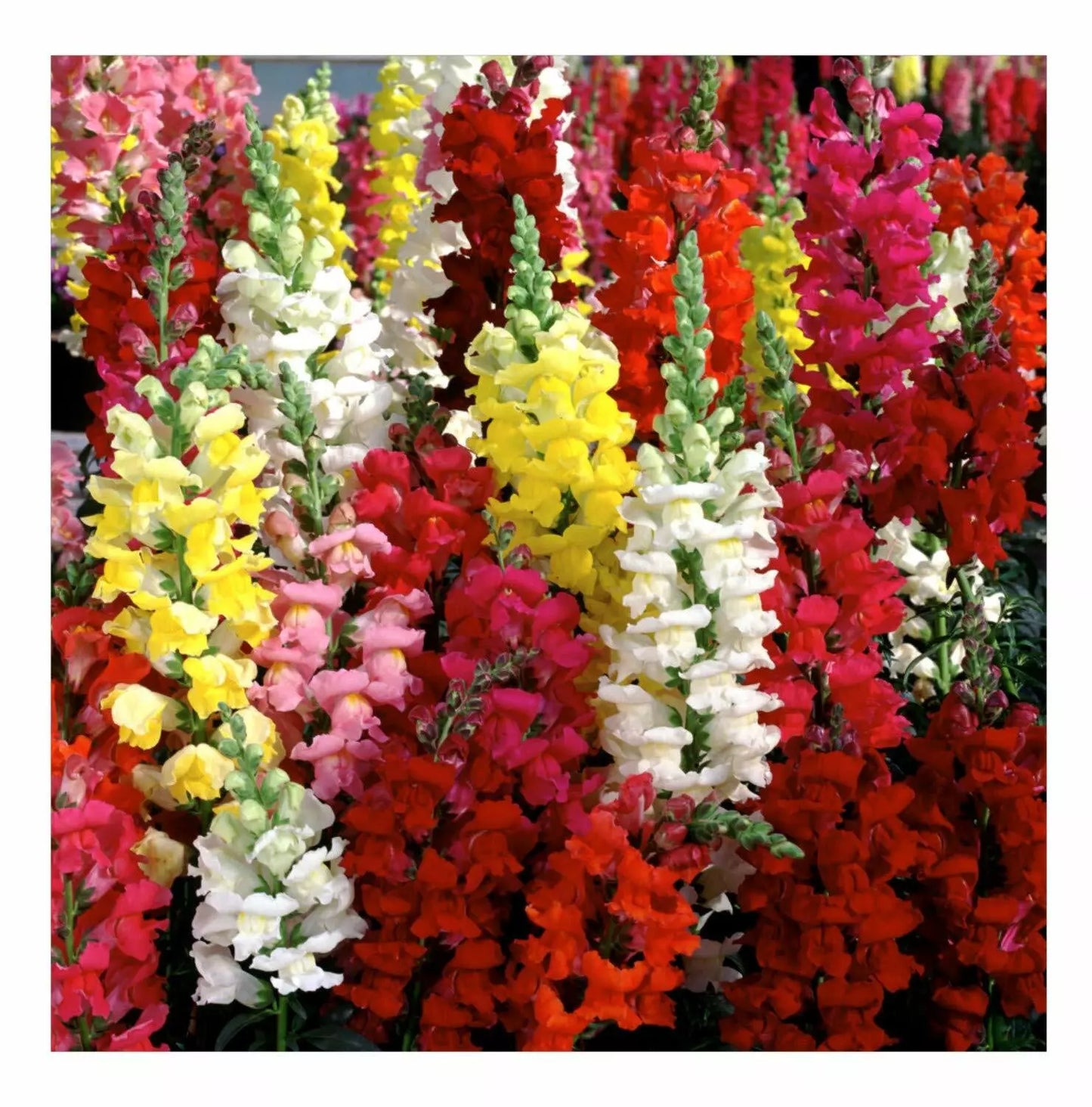 Snapdragon Seeds Tetra Mix - Multi Color Blooms Antirrhinum majus