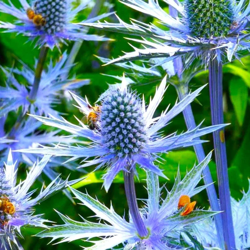 Sea Holly Seeds | Blue Thistle Eryngium planum | Perennial Flower Seeds for Borders & Wildflower Gardens