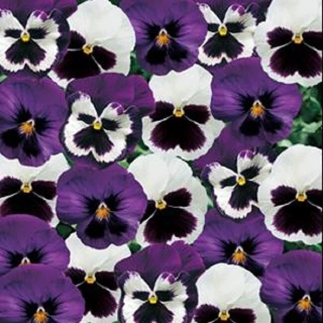 Pansy Seeds - 50 Pack - Majestic Giant Sea Breeze Blotch Mix Viola wittrockiana Flower Seeds for Garden Beds & Containers
