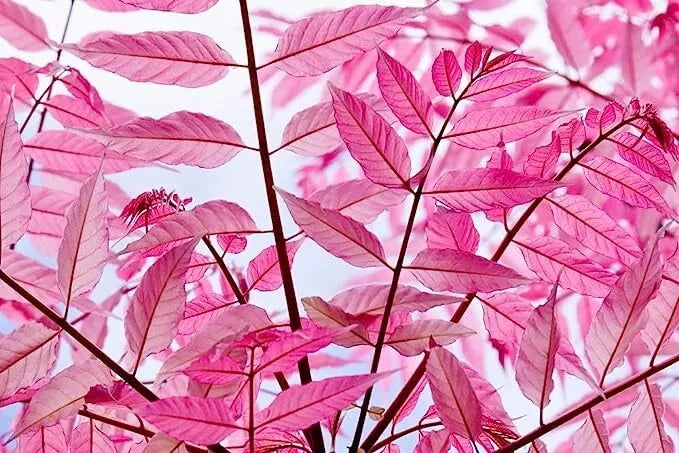 Chinese Toon Tree Seeds - 30 Seeds, Pink Leaves, Sapindus mukorossi, Toona sinensis, Rare Garden Tree