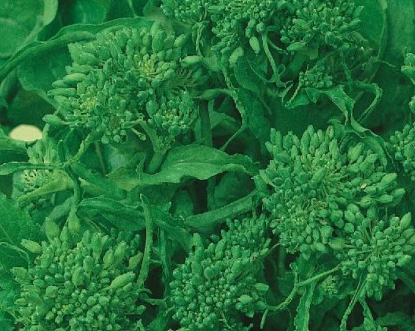 Rapini Broccoli Seeds - Early Fall Variety, Italian Greens, Non-GMO, 500 Count, Brassica rapa, Home Garden, Edible Greens
