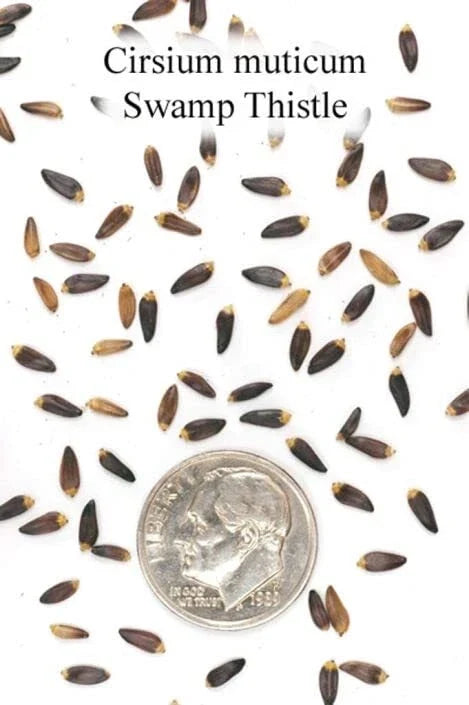Swamp Thistle Seeds - Native Cirsium muticum - Attracts Pollinators - Wetland Garden Planting - 100 Seeds