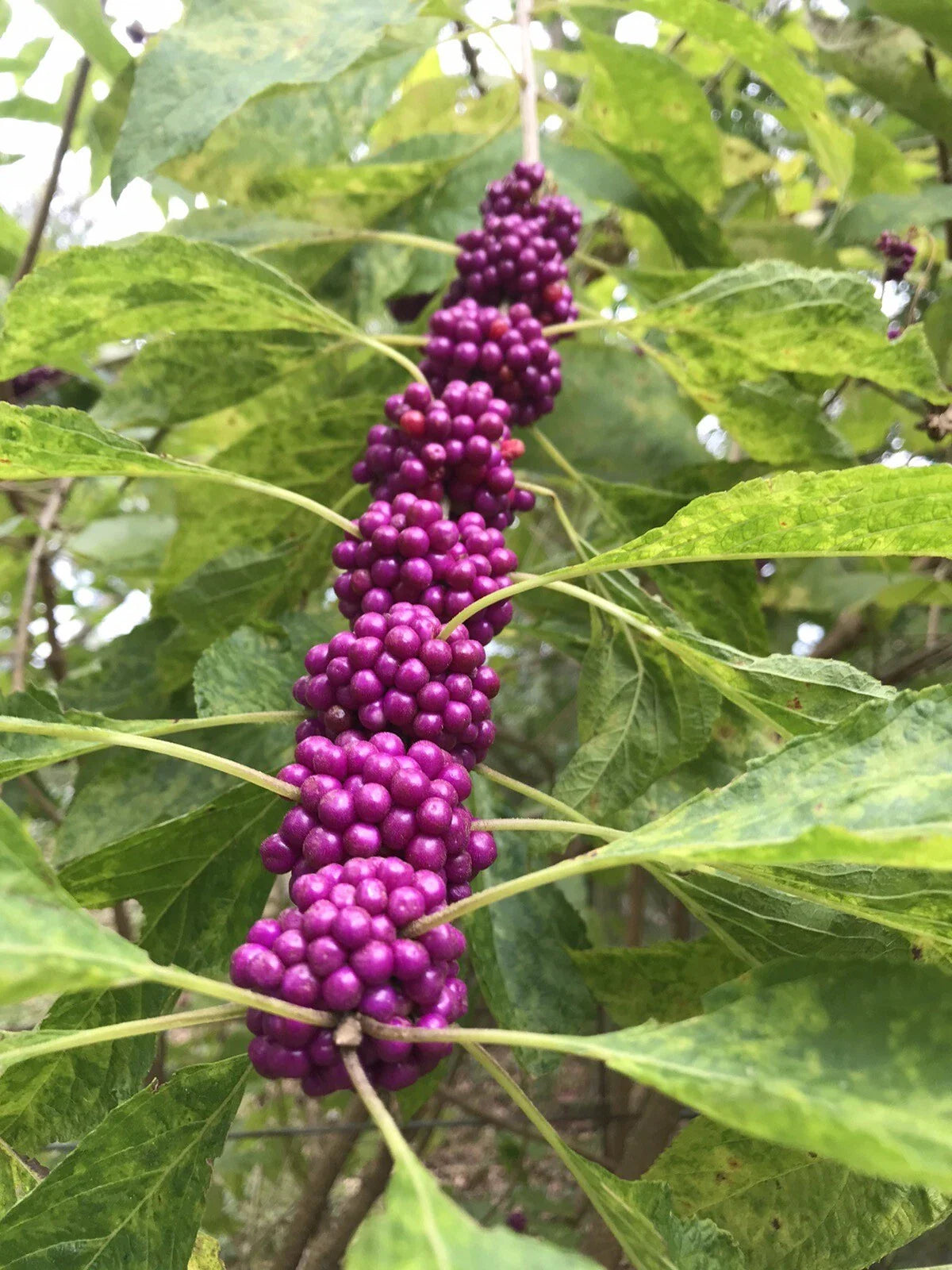 Beauty Berry Bush Live Plant Cuttings, 7 Pack, Callicarpa americana, No Roots for Propagation, Vibrant Purple Berries
