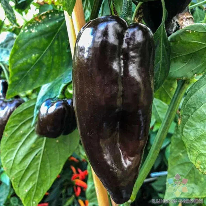 Mulato Isleno Hot Pepper Seeds - 25+ Pack, Capsicum annuum, Spicy Peppers for Garden Planting, Indoor & Outdoor Growth