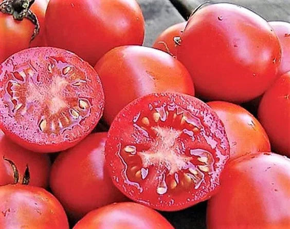 Siberian Tomato Seeds - 30+ Organic Heirloom Non-GMO Solanum lycopersicum