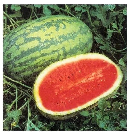 Jubilee Watermelon Seeds - Heirloom Red Variety, 15 Seeds, Citrullus lanatus, Large 30-Pound Fruit, Summer Garden Plant