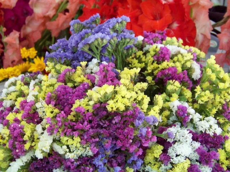 Statice Seeds - Everlasting Flower Mix 75 Count | GroCo USA