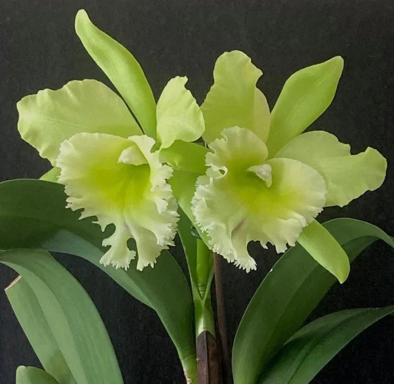 Blc. Sung Ya Green King Dragon Cattleya Orchid Plant - Near Blooming Size in 4.5" Pot