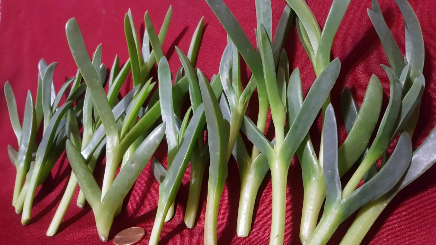 Ice Plant Succulent Live Cuttings 17 Pieces 3-5 Inches Coastal Pig Face Delosperma spp.