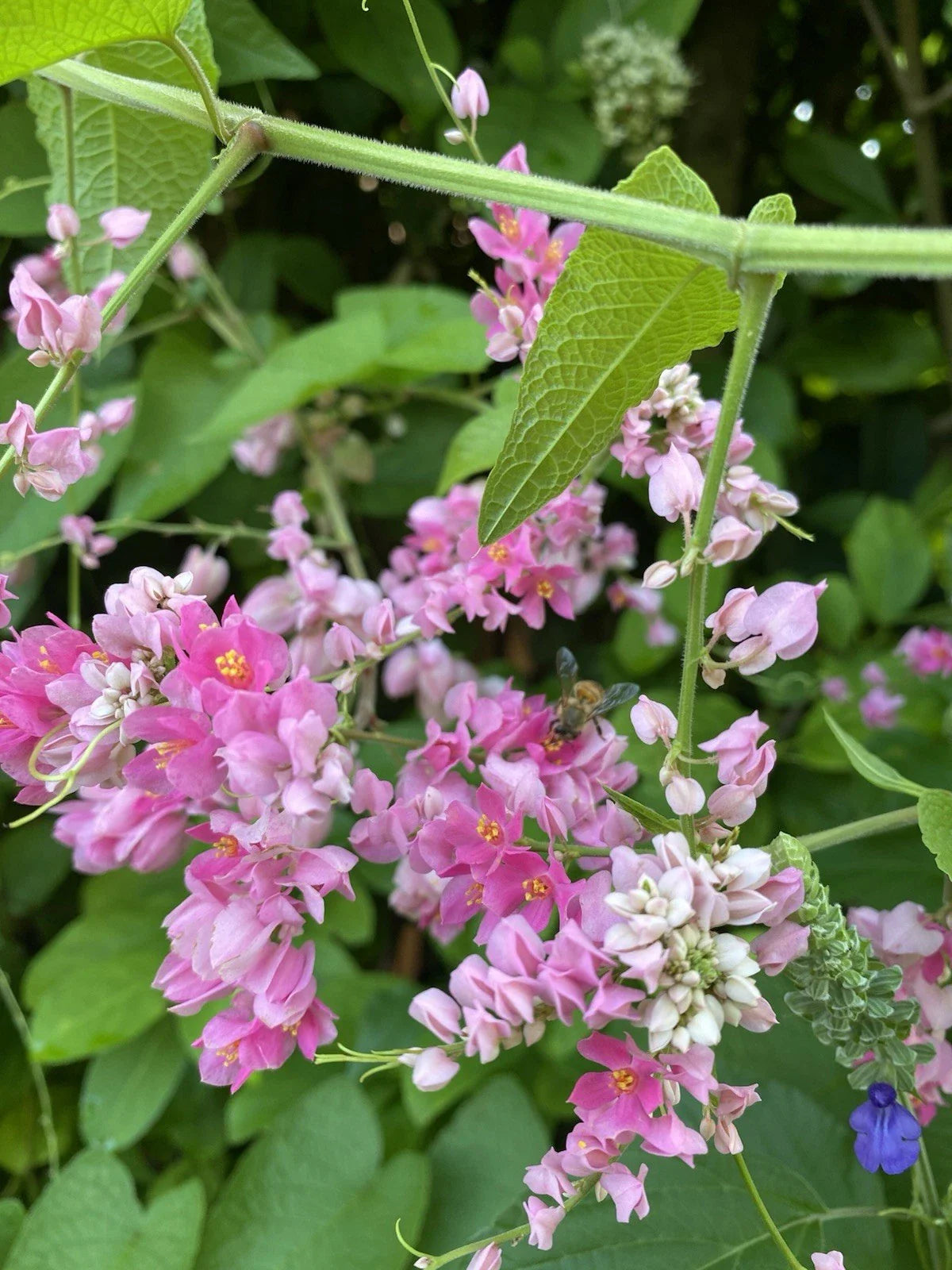 Mexican Creeper Vine Plant - Pollinator Friendly, Privacy Cover, Antigonon leptopus, Climbing Vine in 4-inch Pot