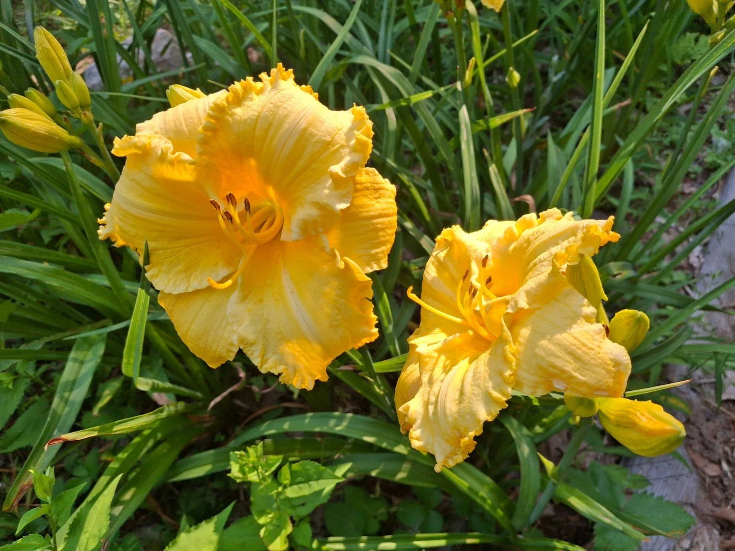 Daylily Bareroot - Hemerocallis 'Fergengi Gold' - Perennial Flowering Plant with Bright Golden-Yellow Blooms