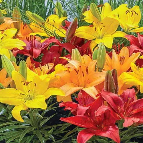 Asiatic Lily Bulbs 10 Pack - Colorful Varieties - Lilium asiaticum - Garden Flowers for Borders & Containers