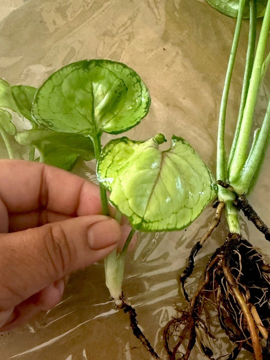 Syngonium ‘Berry Allusion’ Cutting – Rooted Live Houseplant, Indoor Greenery, Pink and Green Variegated Foliage, Easy Care