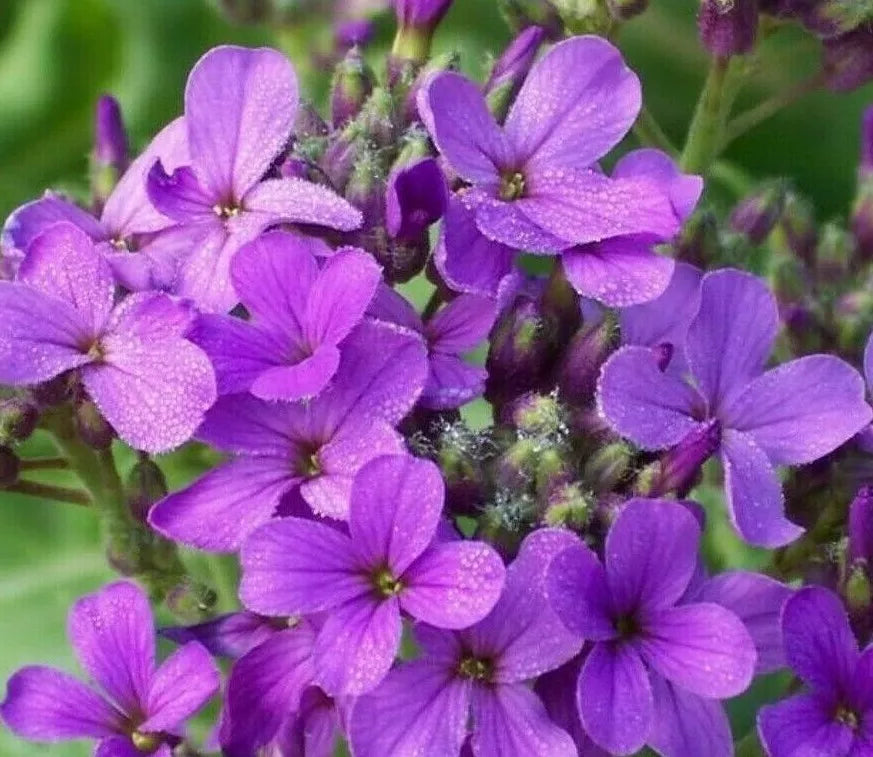 Dame's Rocket Flower Seeds - 500+ Biennial Purple Blooms for Garden Bees