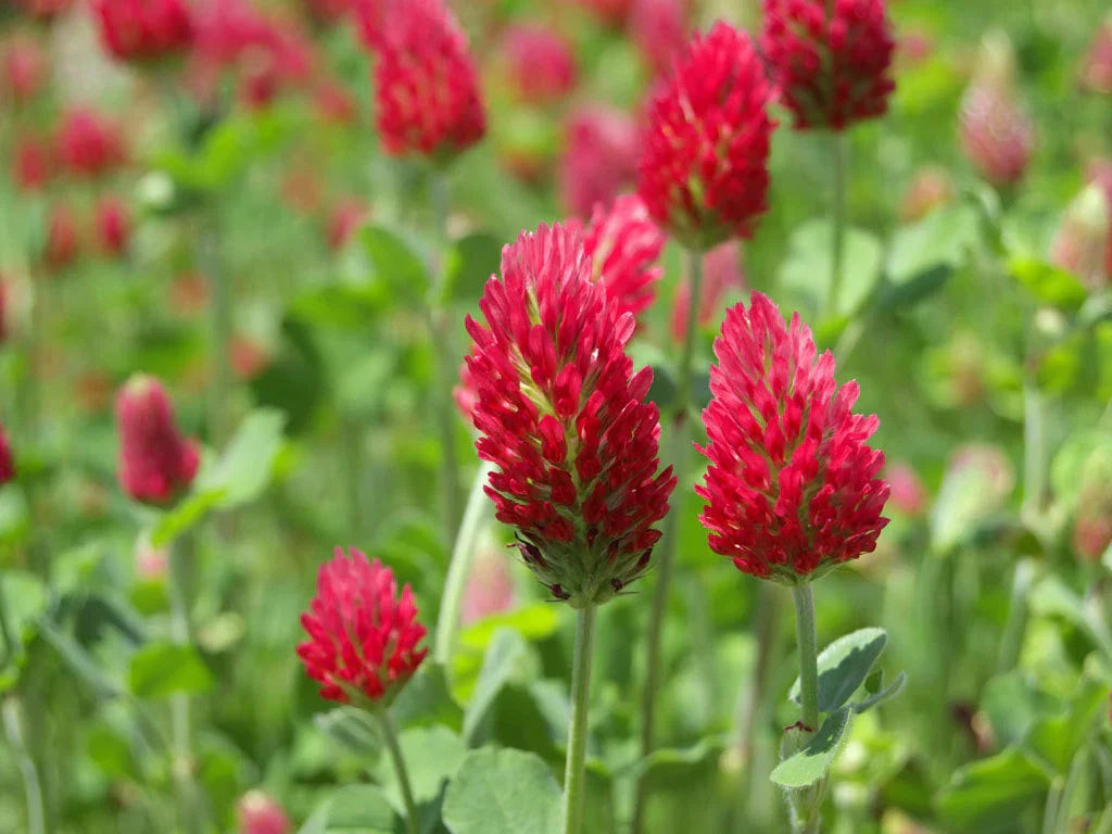 Crimson Clover Seeds - 200+ Fresh Trifolium incarnatum for Cover Crop & Soil Improvement